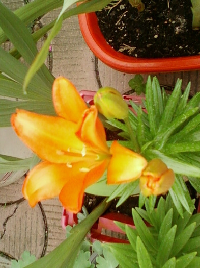 27 iunie 2012-flori 056 - mama si florile ei