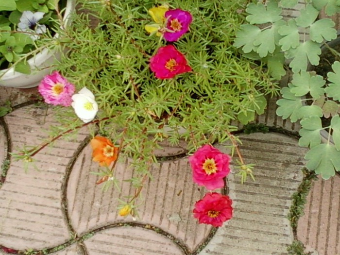 27 iunie 2012-flori 057