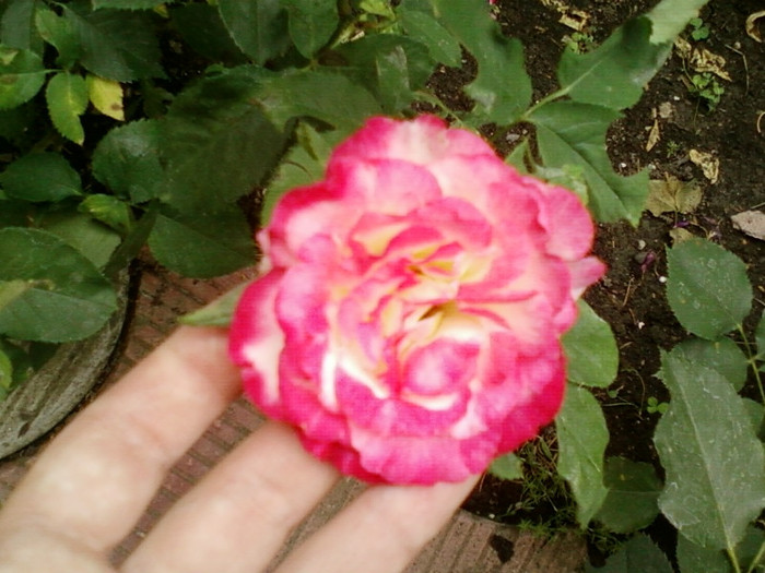 27 iunie 2012-flori 061