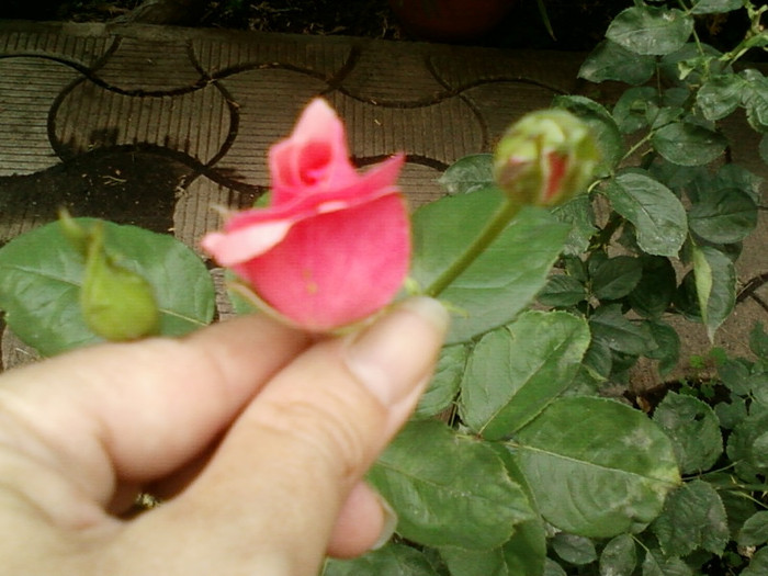 27 iunie 2012-flori 066