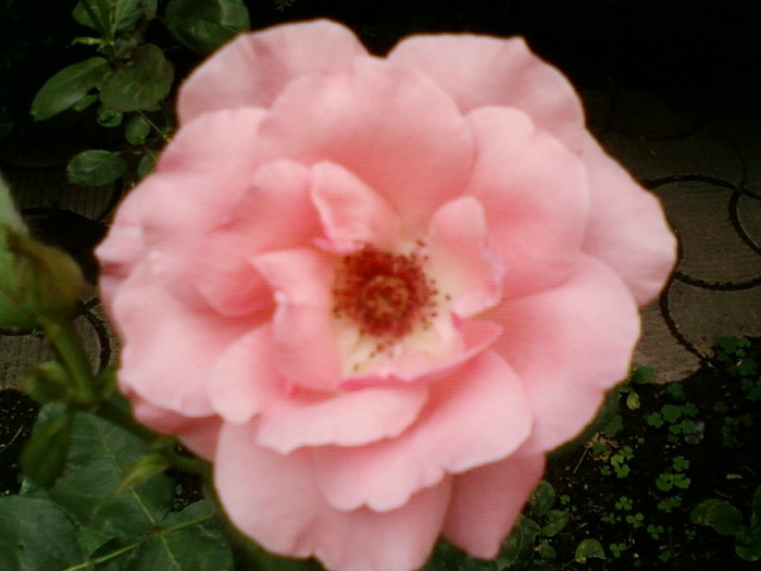 27 iunie 2012-flori 068