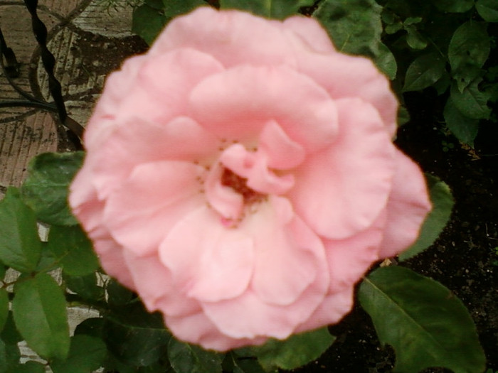 27 iunie 2012-flori 069