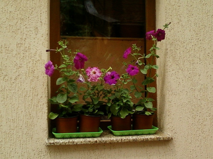 27 iunie 2012-flori 070