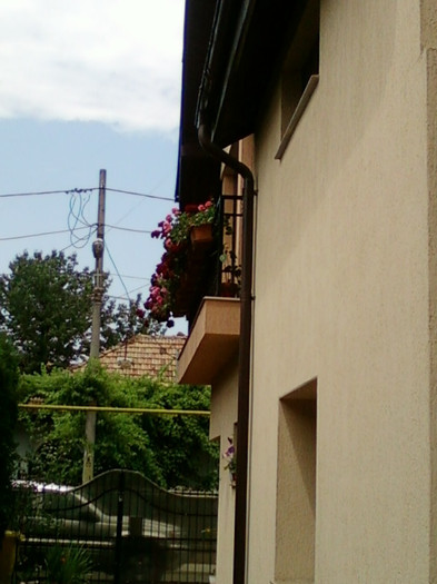 27 iunie 2012-flori 071