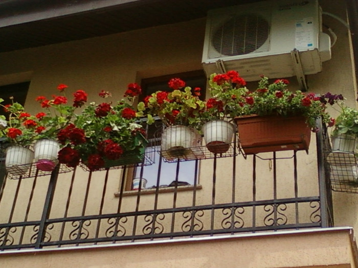 27 iunie 2012-flori 072