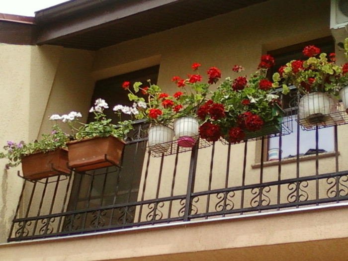 27 iunie 2012-flori 073