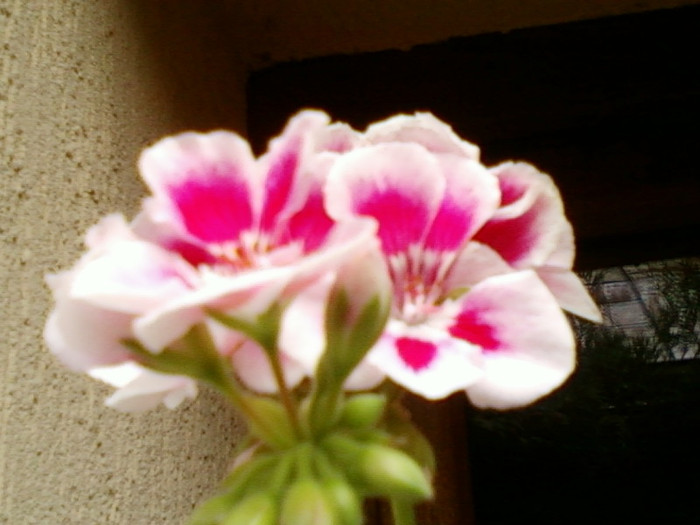 27 iunie 2012-flori 074 - mama si florile ei