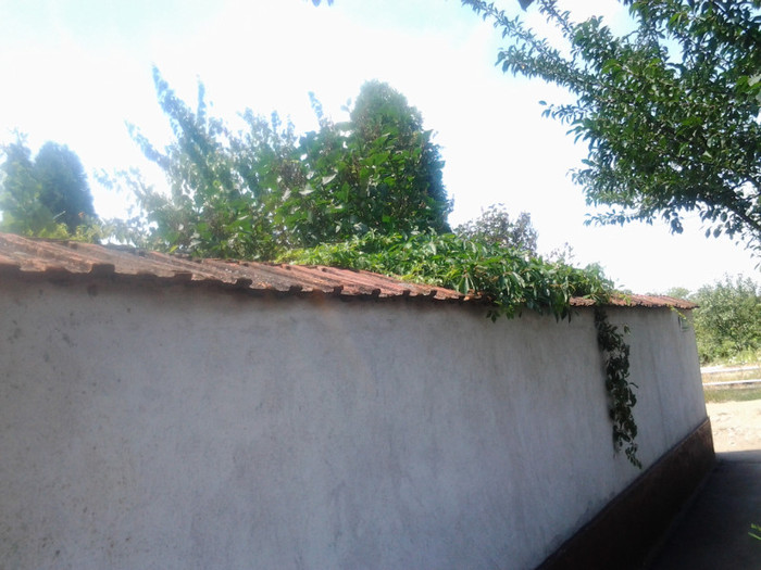 vita salbatica trece peste gard