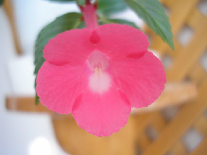 Rosy Frost