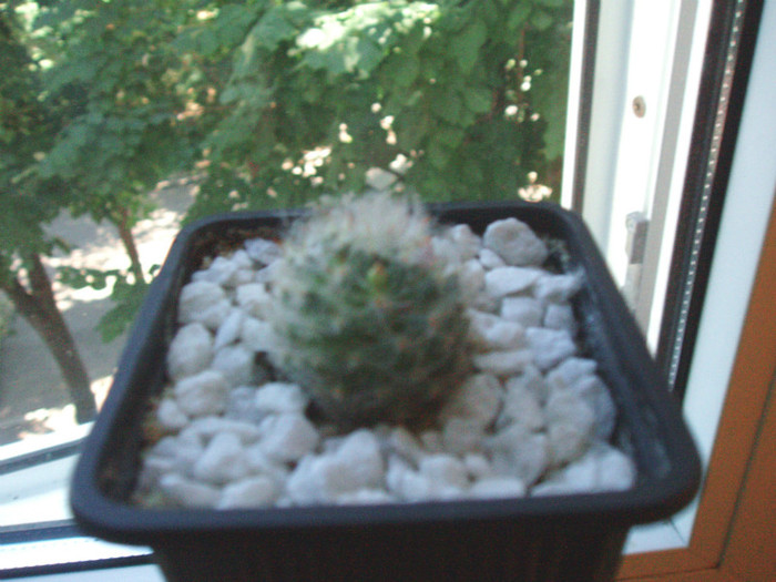 mammmillaria bocasana