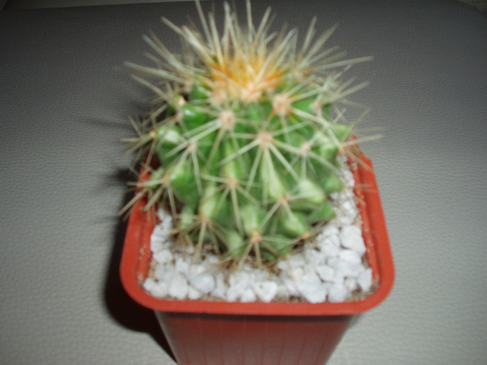 echinocactus grusonii - Cactusi si suculente
