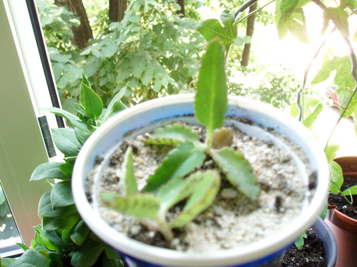 kalanchoe daigremontiana - Cactusi si suculente