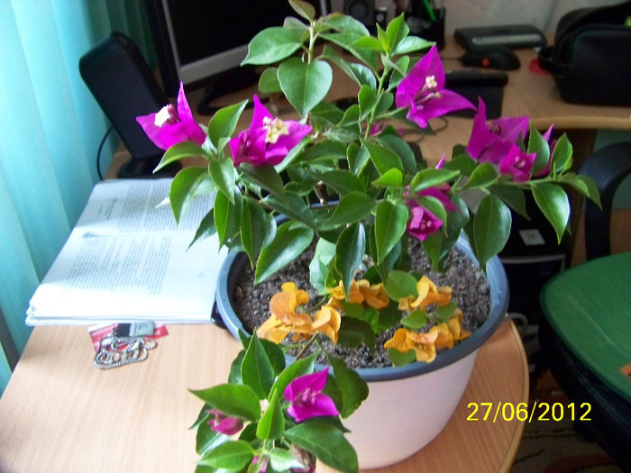 348_6778 - bougainvillea 2012
