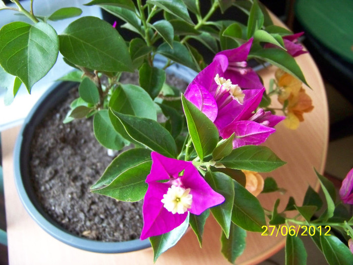 348_6781 - bougainvillea 2012