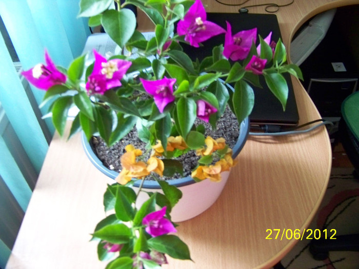 348_6782 - bougainvillea 2012