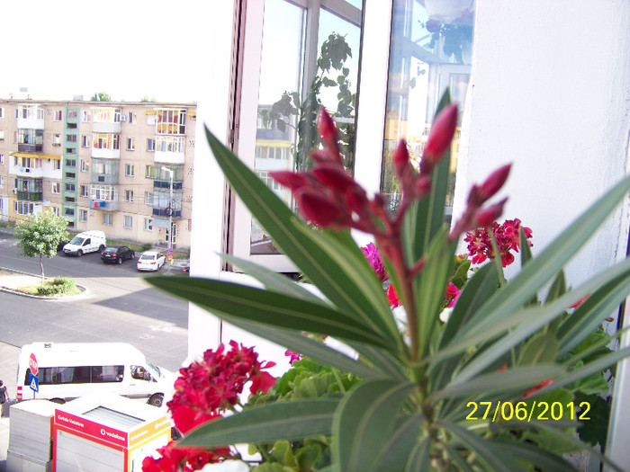 348_6776 - Flori 2012