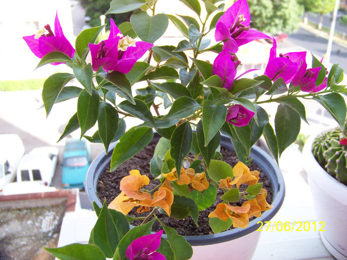 348_6777 - Flori 2012