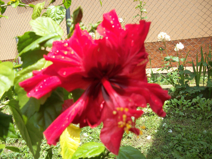 27 iunie 2012 - hibiscus