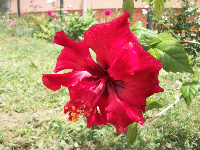 100_0729 - hibiscus