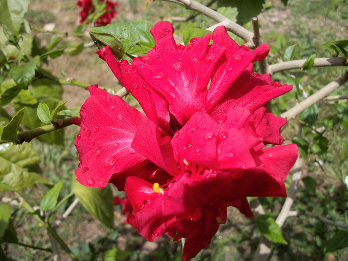 100_0730 - hibiscus