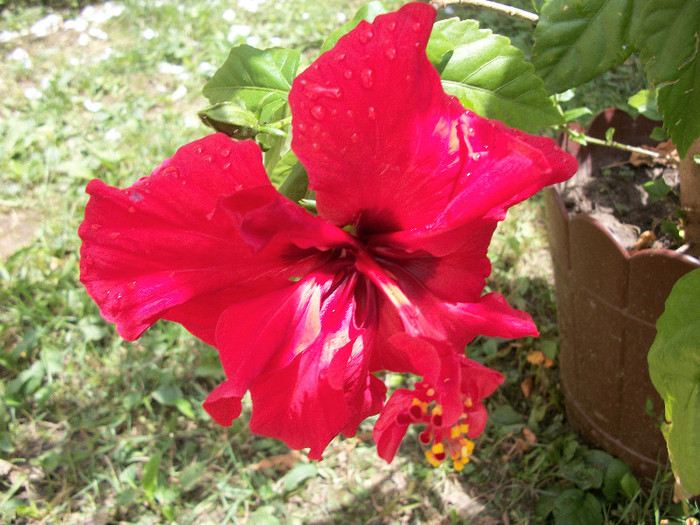 100_0732 - hibiscus