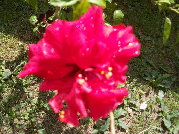 100_0733 - hibiscus
