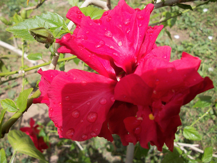 100_0734 - hibiscus