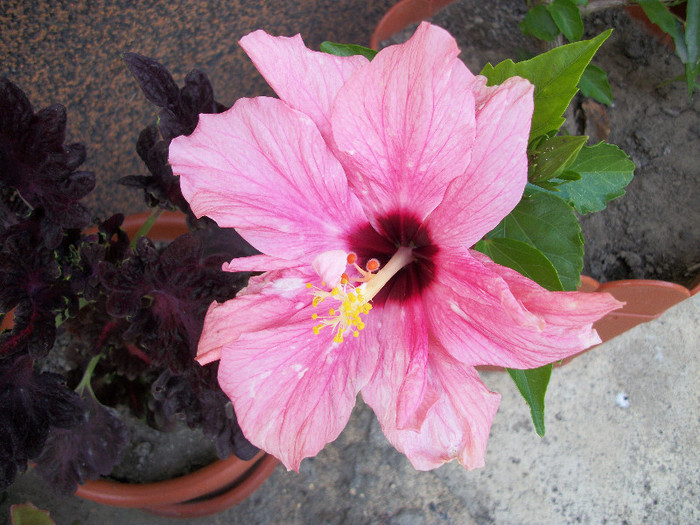 100_0738 - hibiscus