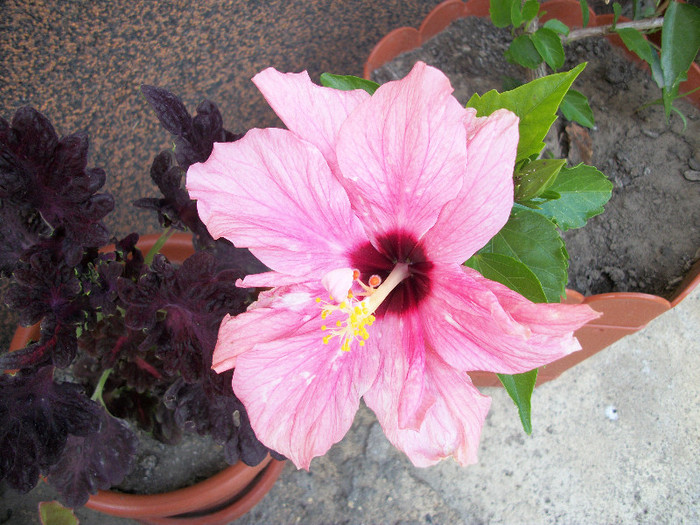 100_0739 - hibiscus