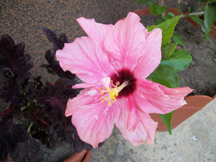 100_0717_00 - hibiscus