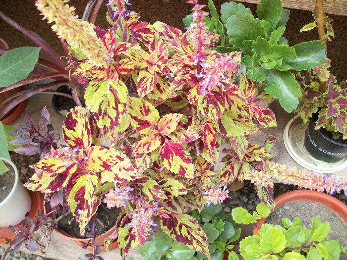 100_0727 - coleus