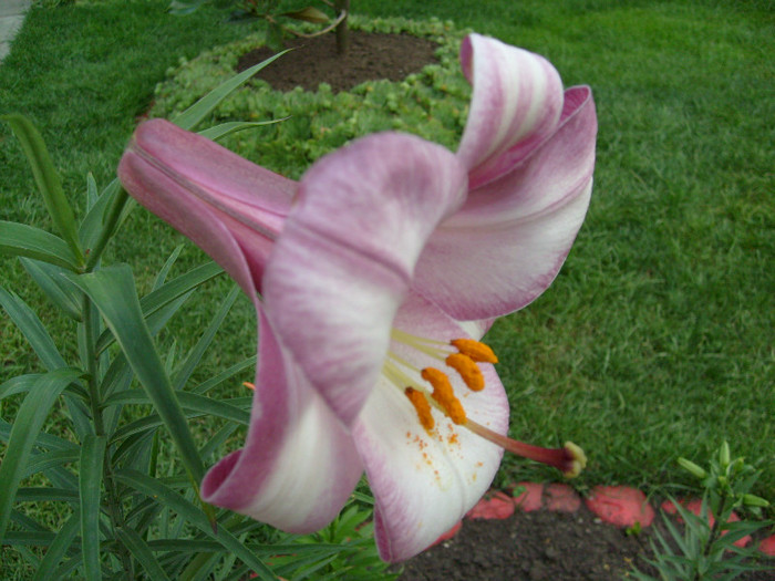 Crin Pink Perfection; teribil de parfumat!!!
