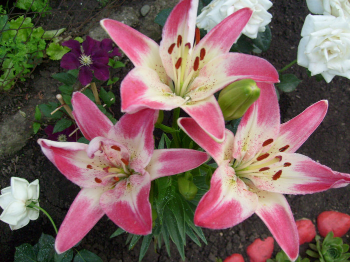 Crin Lollypop; cu adevarat desavarsit!!!!
