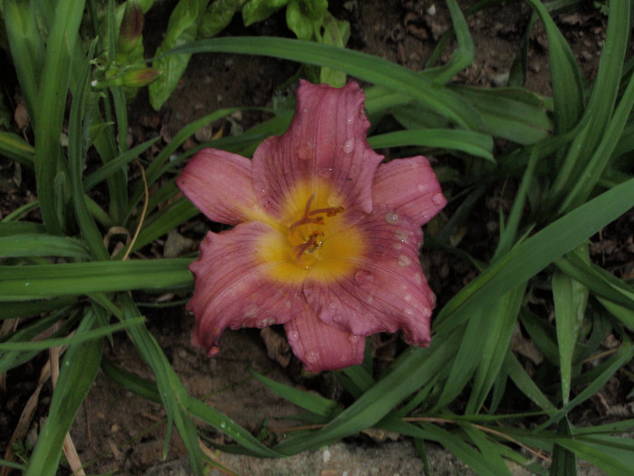 Little Grapette - Hemerocallis2012