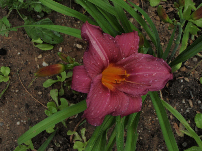 Pardon Me 27iun2012 - Hemerocallis2012