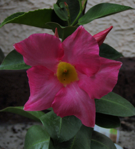dipladenia27iun2012 - flori frumoase