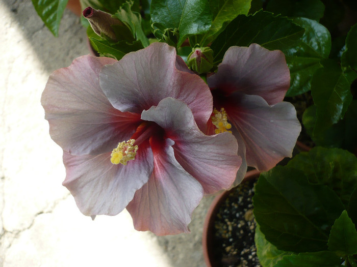 P1150130