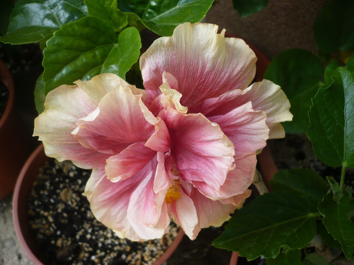 P1150135