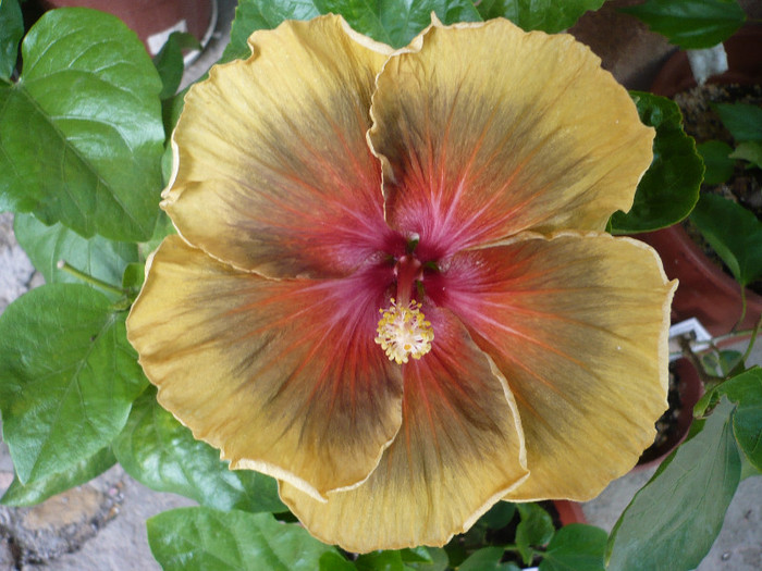 P1150136