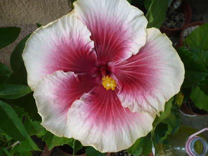P1150145