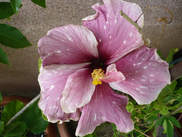 P1150151