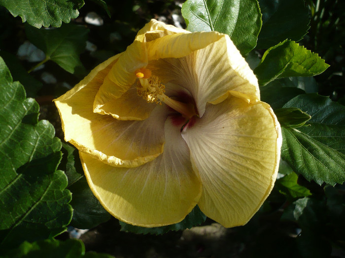 P1150160
