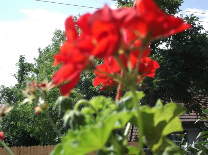 Picture 022 - muscate