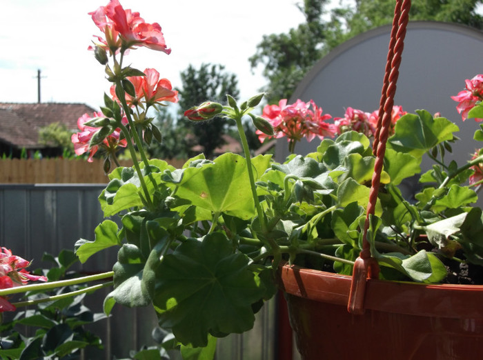 Picture 024 - muscate