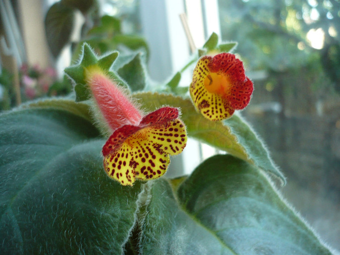 P1150166 - zzz-KOHLERIA 2012-iesite din colectie