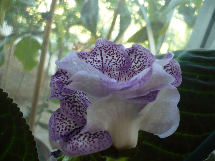 P1150175 - zzz-GLOXINIA 2012-iesite din colectie