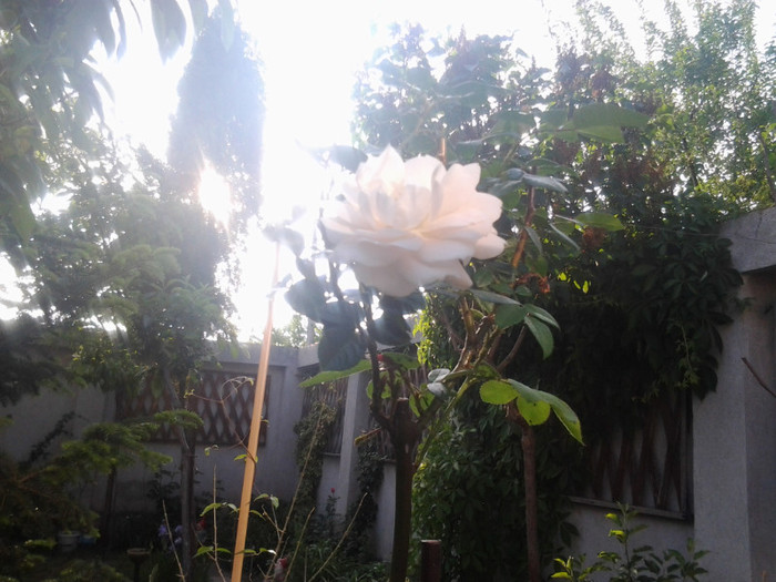 trandafir alb pe trunchi(POMISOR) - trandafiri
