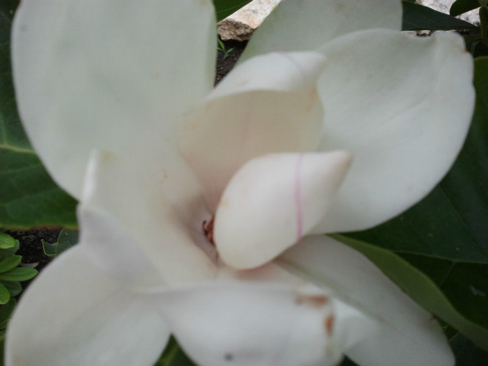 2012-06-27 16.38.16 - Magnolia soulangiana vara 2012