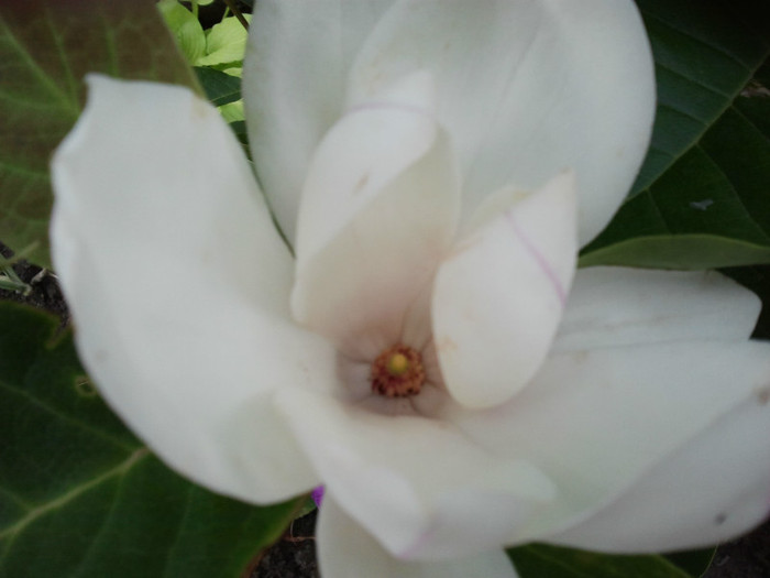 2012-06-27 16.38.32 - Magnolia soulangiana vara 2012