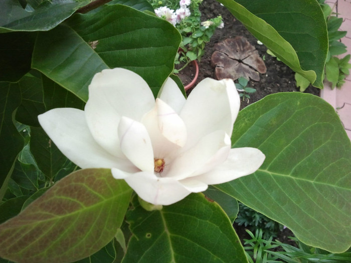 2012-06-27 16.39.37 - Magnolia soulangiana vara 2012